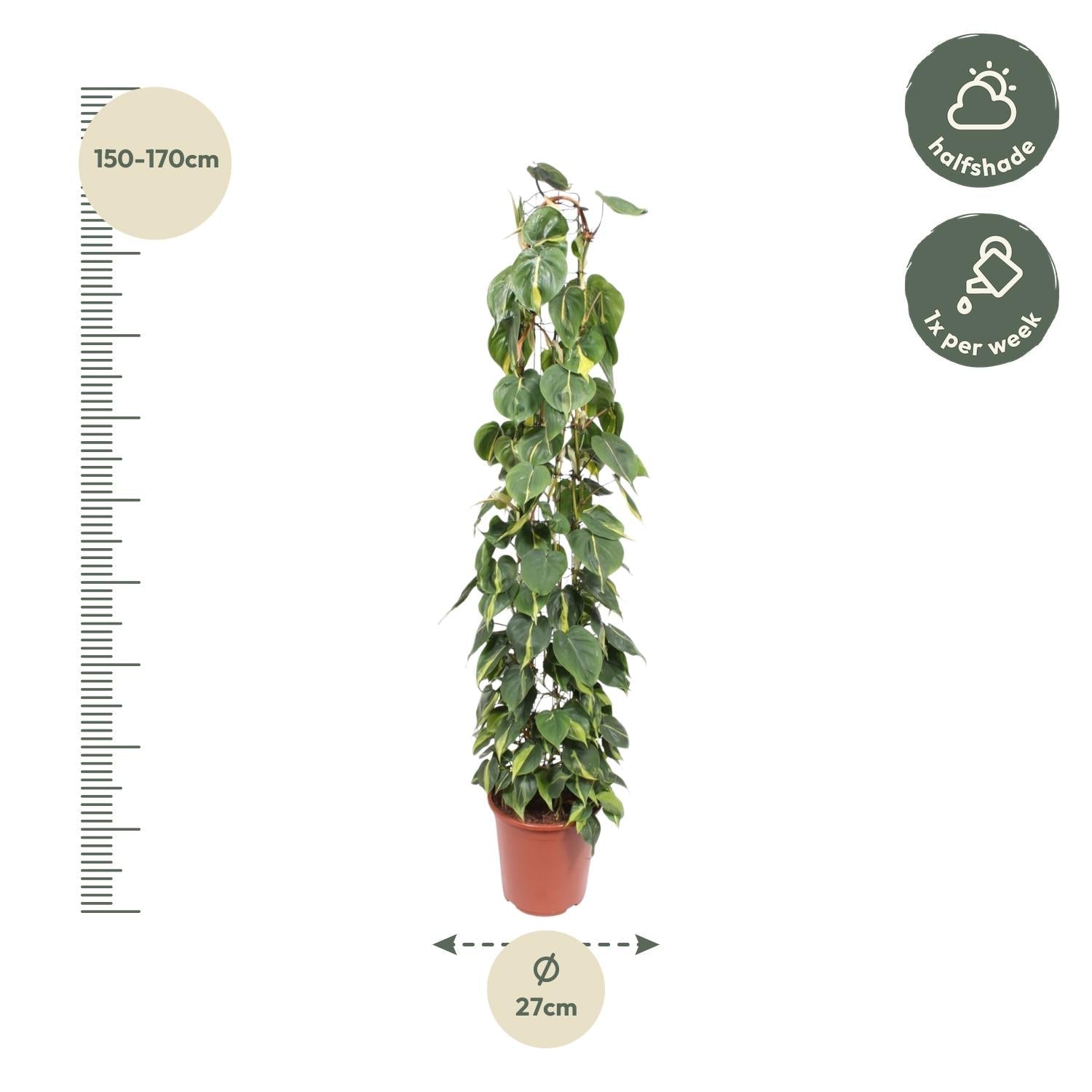 Philodendron Scandens Brasil gaasrek - 160 cm - Forestbloom