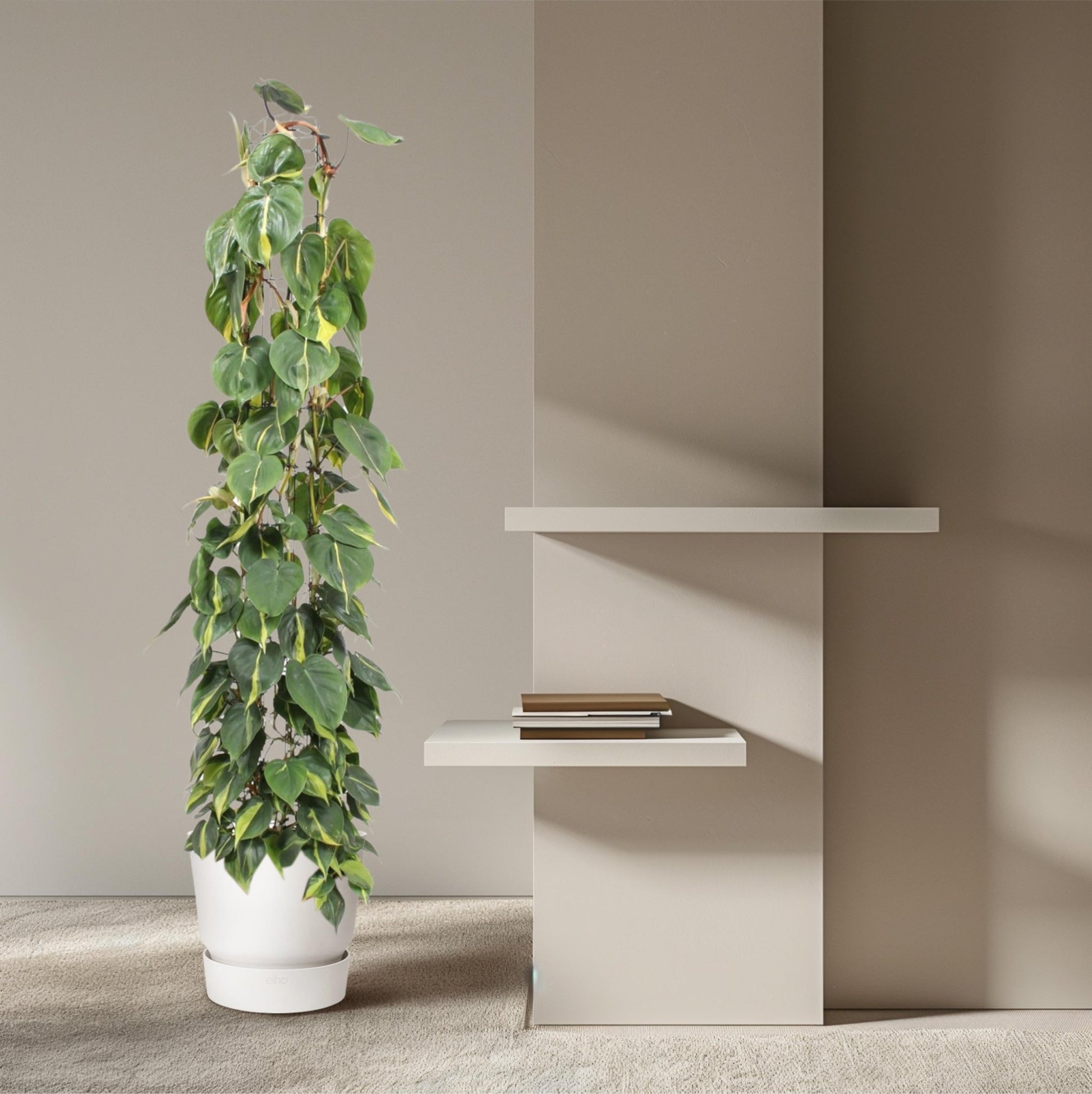 Philodendron Scandens Brasil gaasrek - 160 cm - Forestbloom