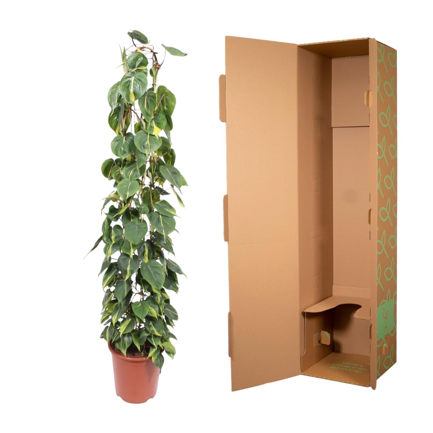Philodendron Scandens Brasil gaasrek - 160 cm - Forestbloom