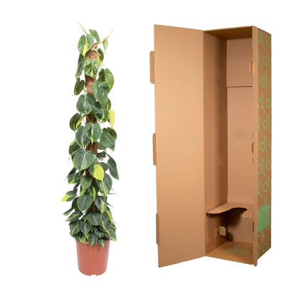 Philodendron Scandens Brasil mosstok - 150 cm - Forestbloom