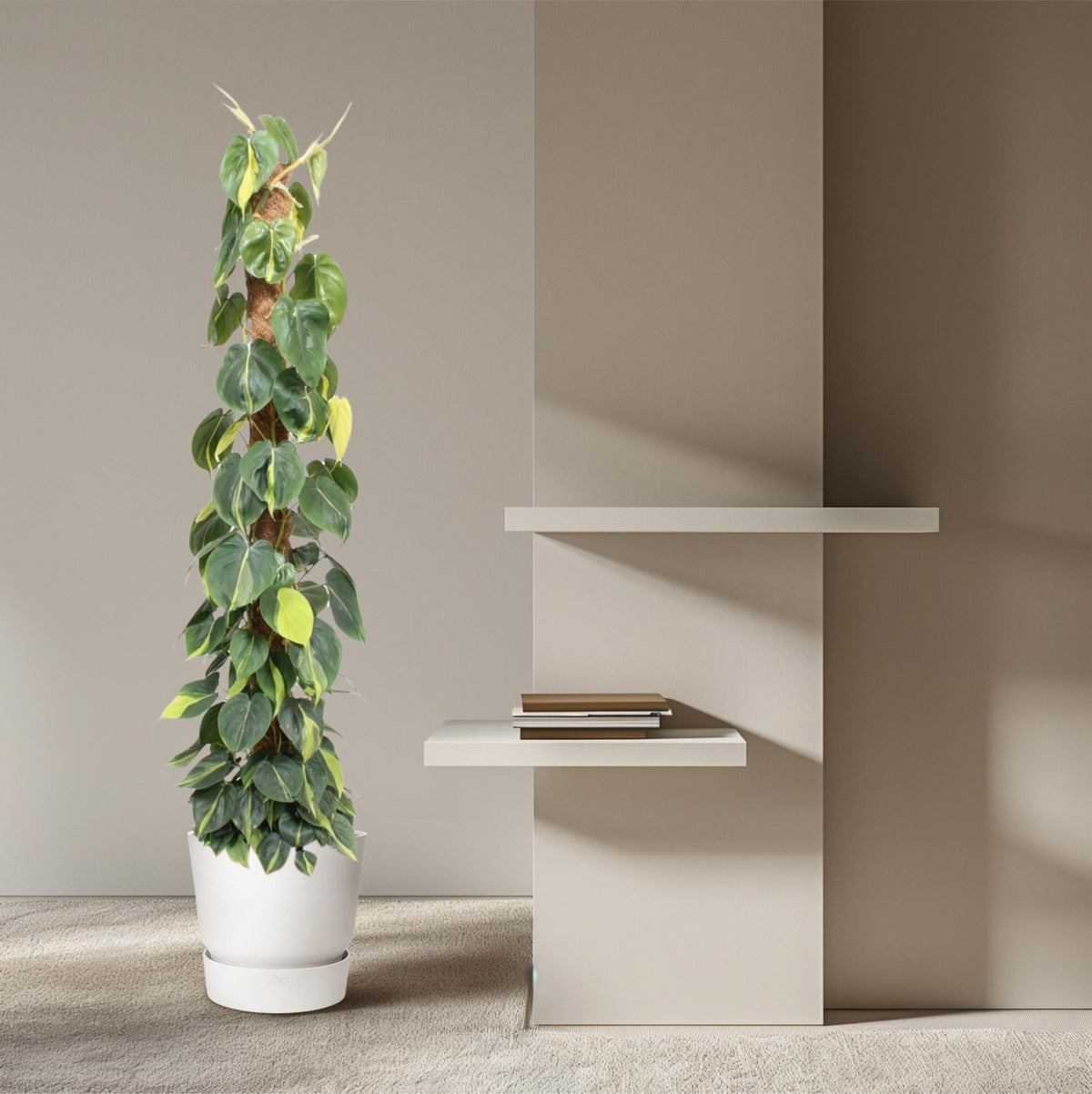 Philodendron Scandens Brasil mosstok - 150 cm - Forestbloom