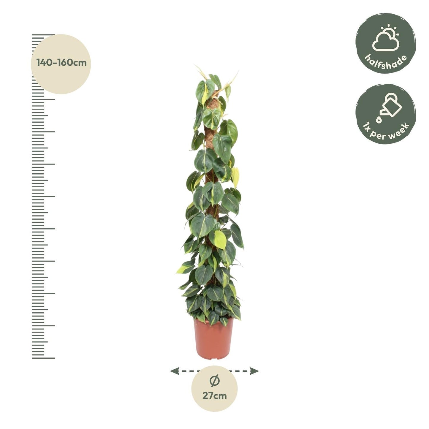 Philodendron Scandens Brasil mosstok - 150 cm - Forestbloom