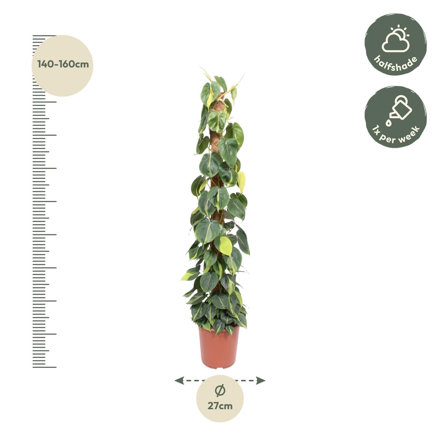 Philodendron Scandens Brasil mosstok - 150 cm - Forestbloom