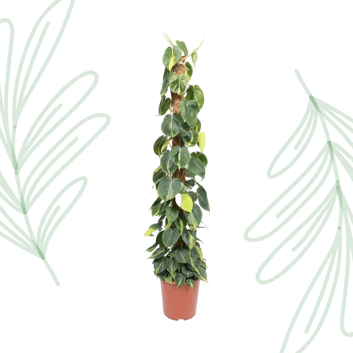 Philodendron Scandens Brasil mosstok - 150 cm - Forestbloom