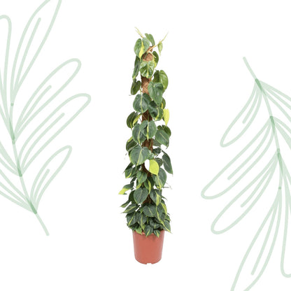 Philodendron Scandens Brasil mosstok - 150 cm - Forestbloom