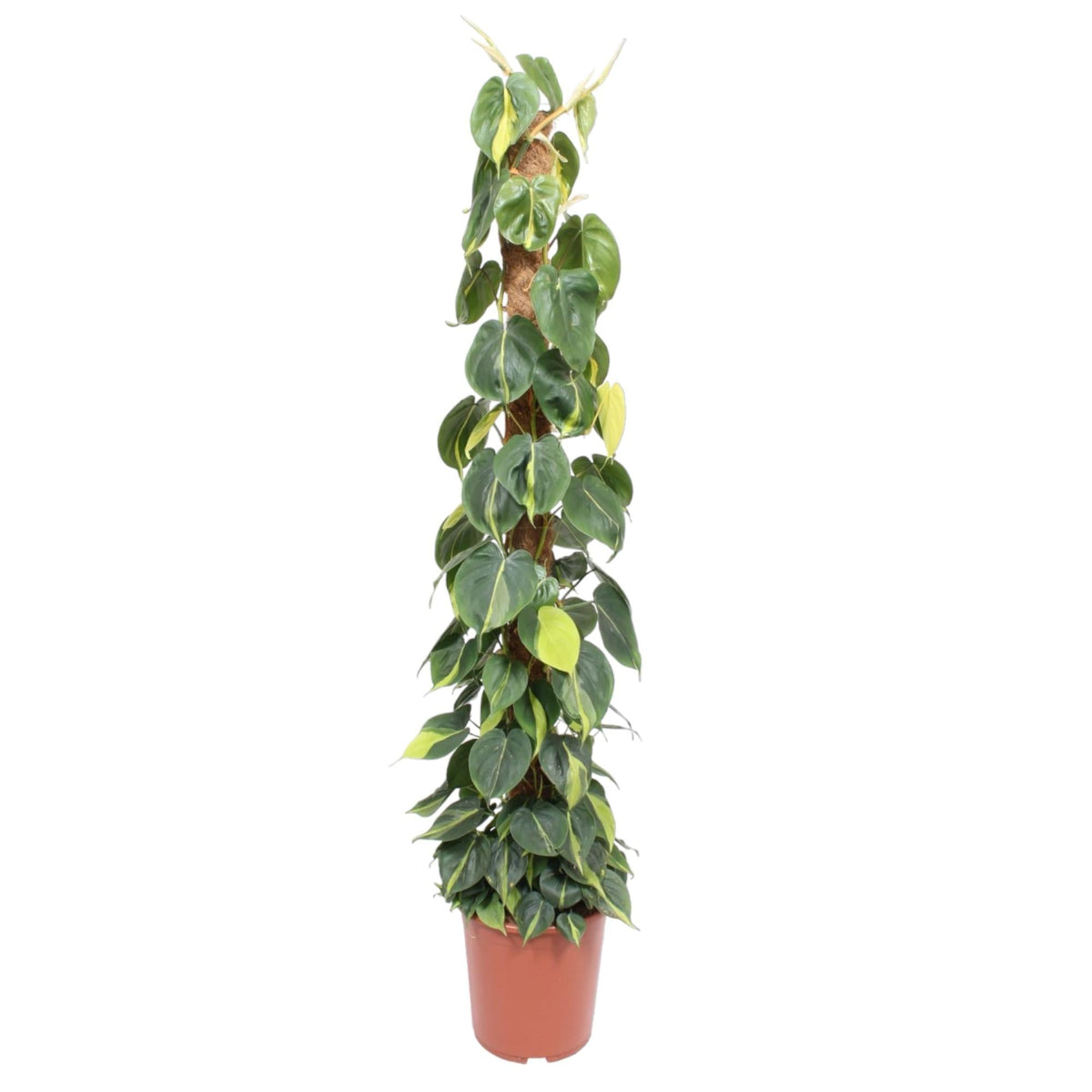 Philodendron Scandens Brasil mosstok - 150 cm - Forestbloom