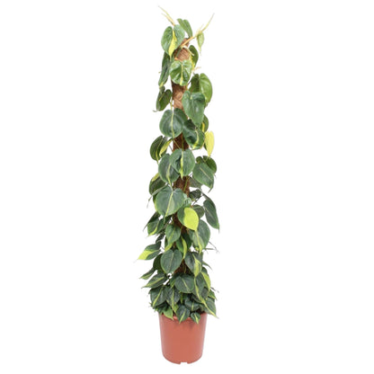Philodendron Scandens Brasil mosstok - 150 cm - Forestbloom