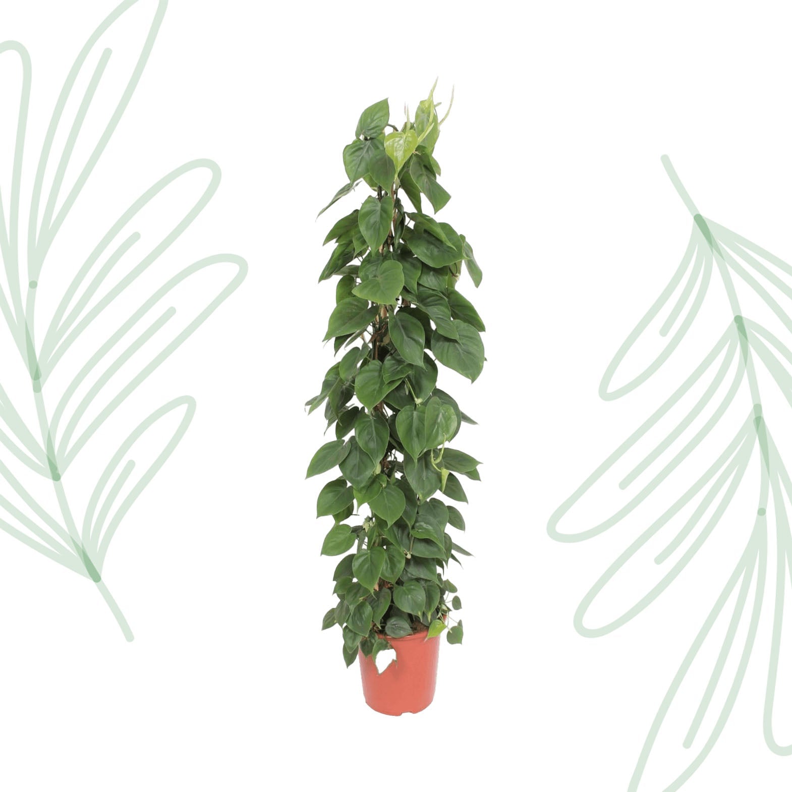 Philodendron Scandens gaasrek - 150 cm - Forestbloom