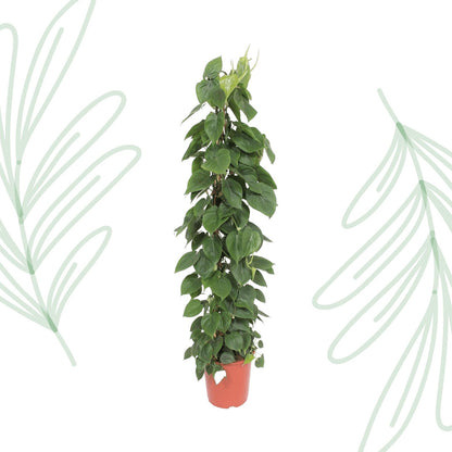 Philodendron Scandens gaasrek - 150 cm - Forestbloom