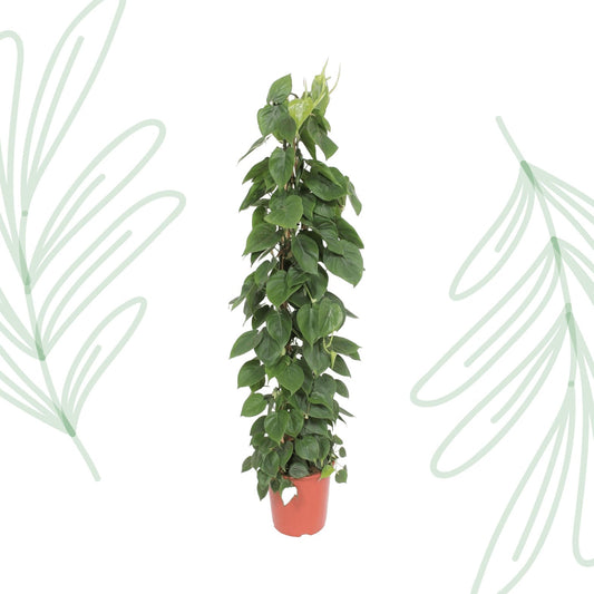 Philodendron Scandens gaasrek - 150 cm - Forestbloom