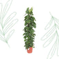 Philodendron Scandens gaasrek - 150 cm - Forestbloom