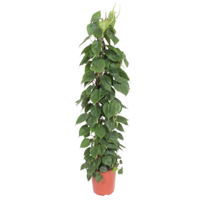 Philodendron Scandens gaasrek - 150 cm - Forestbloom