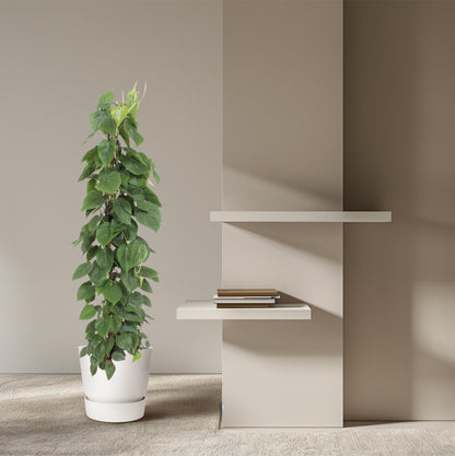 Philodendron Scandens gaasrek - 150 cm - Forestbloom