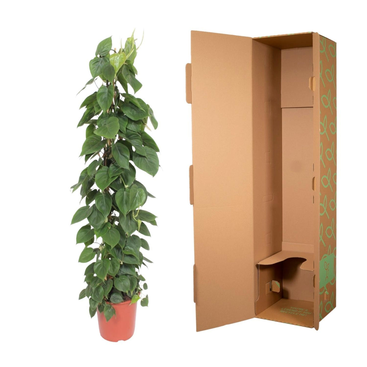 Philodendron Scandens gaasrek - 150 cm - Forestbloom