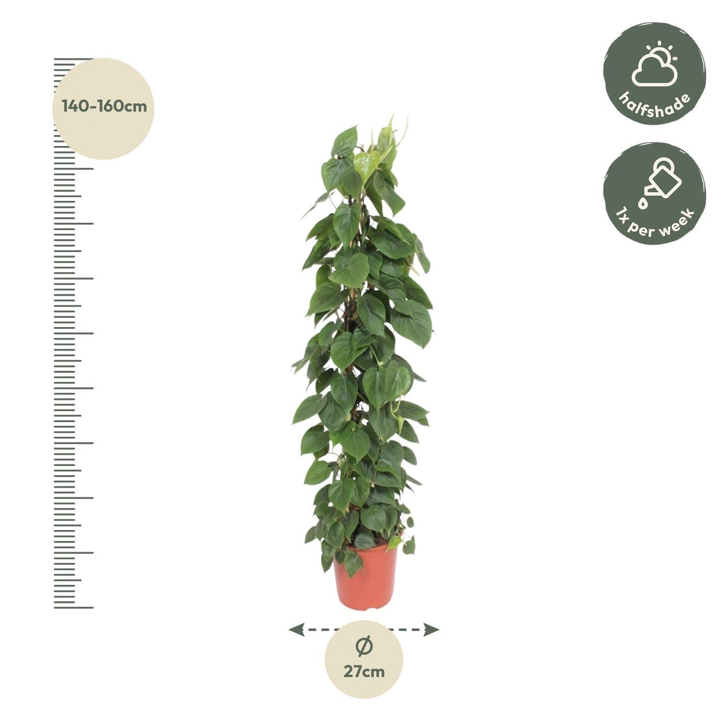 Philodendron Scandens gaasrek - 150 cm - Forestbloom