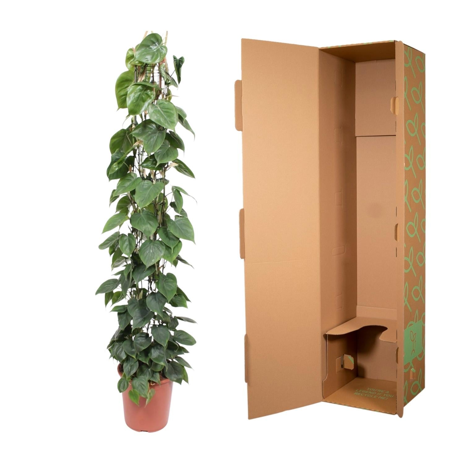 Philodendron Scandens gaasrek - 160 cm - Forestbloom