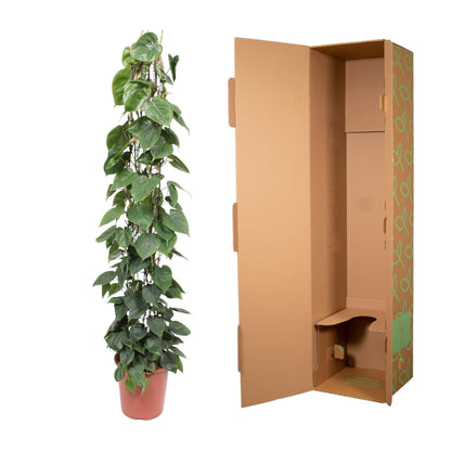 Philodendron Scandens gaasrek - 160 cm - Forestbloom
