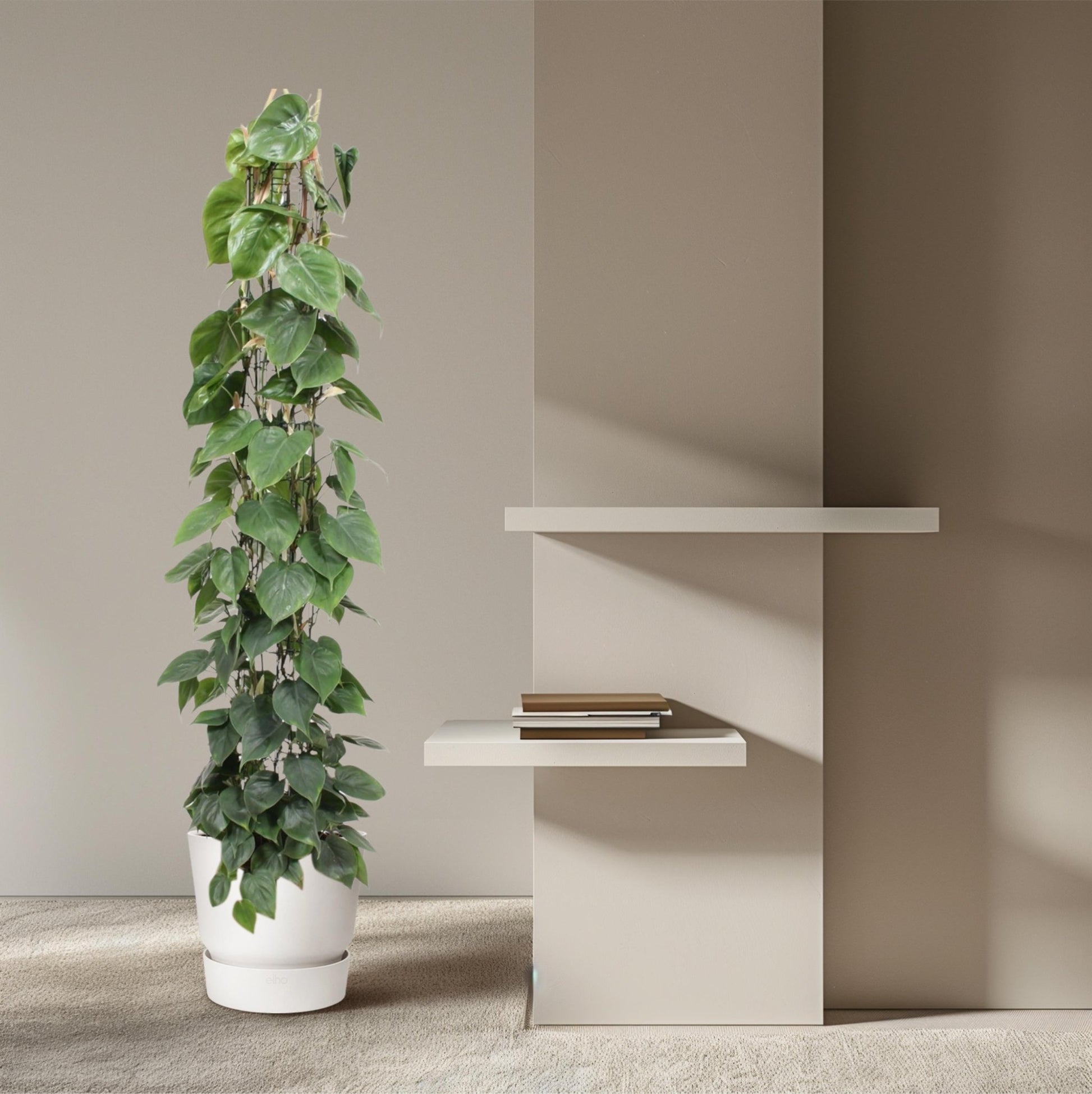 Philodendron Scandens gaasrek - 160 cm - Forestbloom