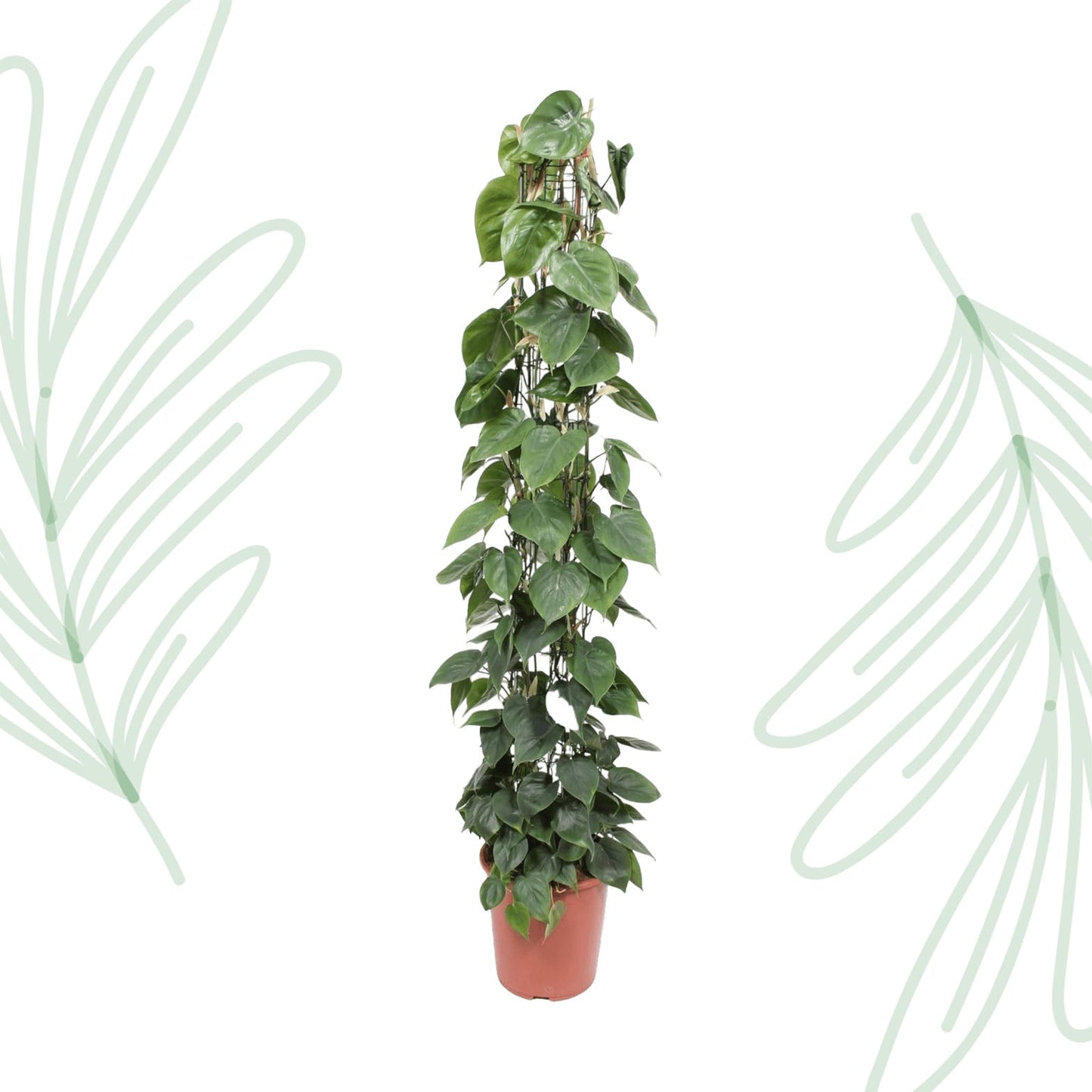 Philodendron Scandens gaasrek - 160 cm - Forestbloom