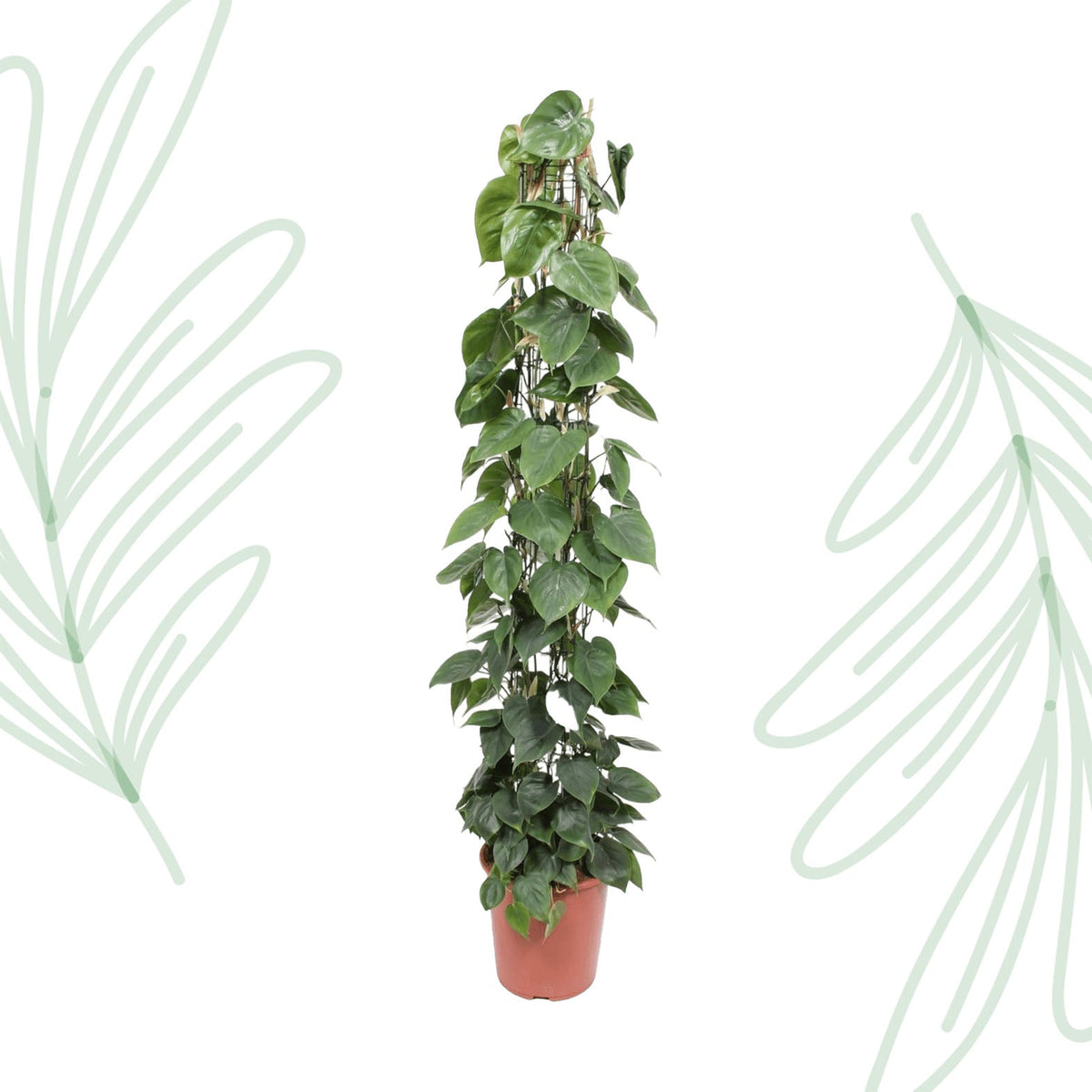 Philodendron Scandens gaasrek - 160 cm - Forestbloom