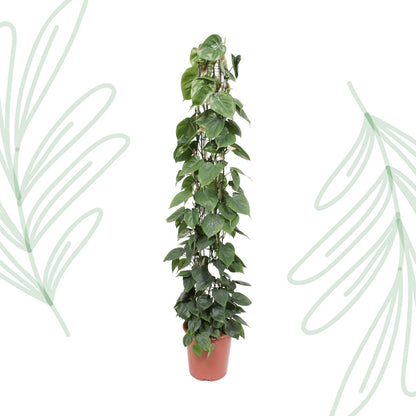 Philodendron Scandens gaasrek - 160 cm - Forestbloom
