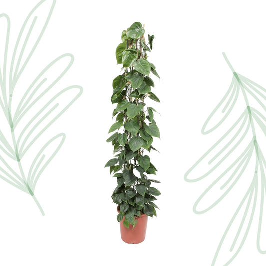 Philodendron Scandens gaasrek - 160 cm - Forestbloom