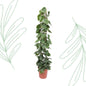 Philodendron Scandens gaasrek - 160 cm - Forestbloom
