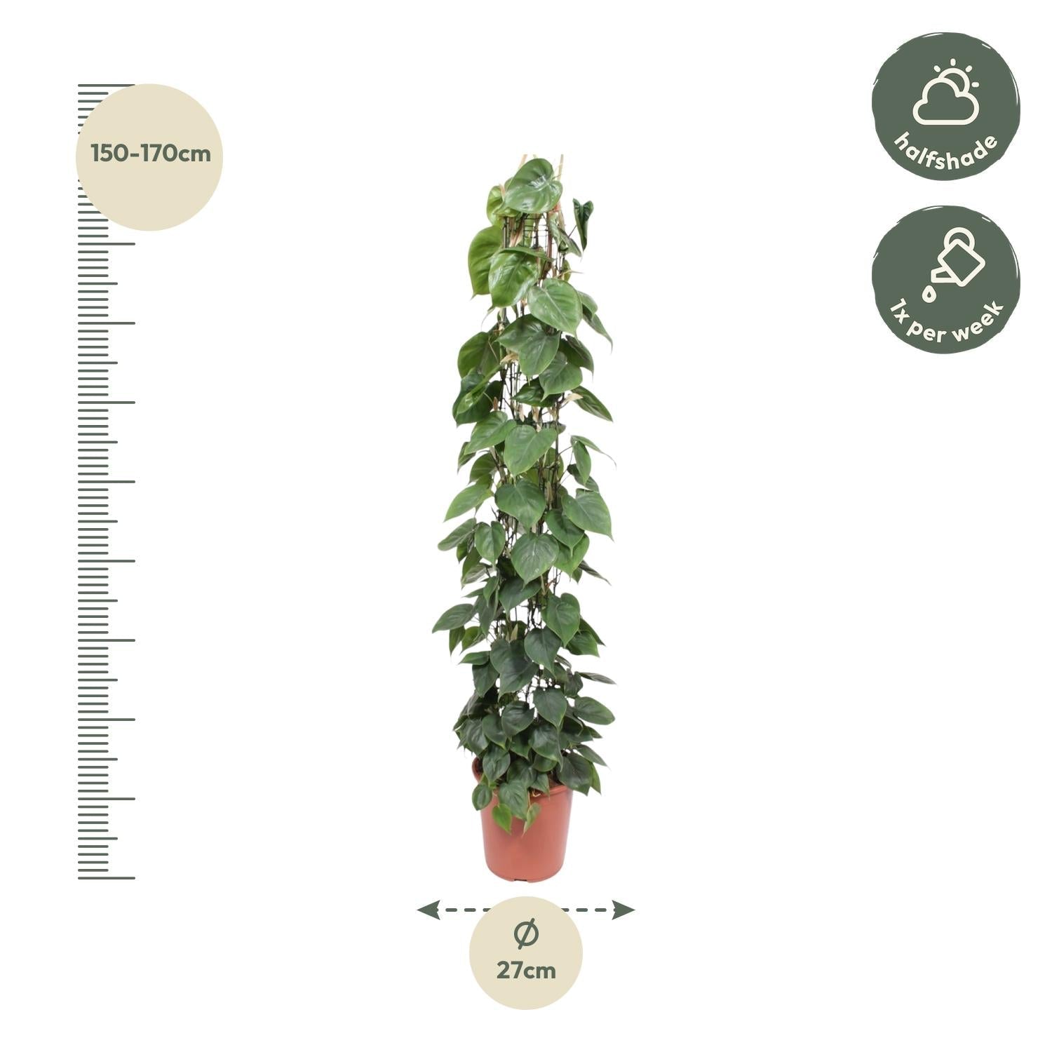 Philodendron Scandens gaasrek - 160 cm - Forestbloom