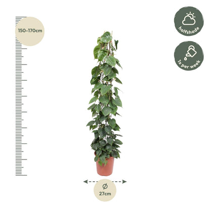 Philodendron Scandens gaasrek - 160 cm - Forestbloom