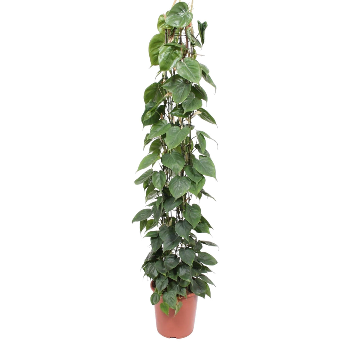 Philodendron Scandens gaasrek - 160 cm - Forestbloom