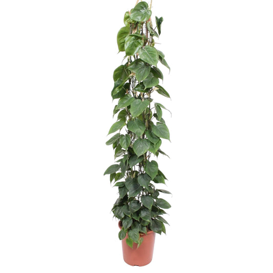 Philodendron Scandens gaasrek - 160 cm - Forestbloom