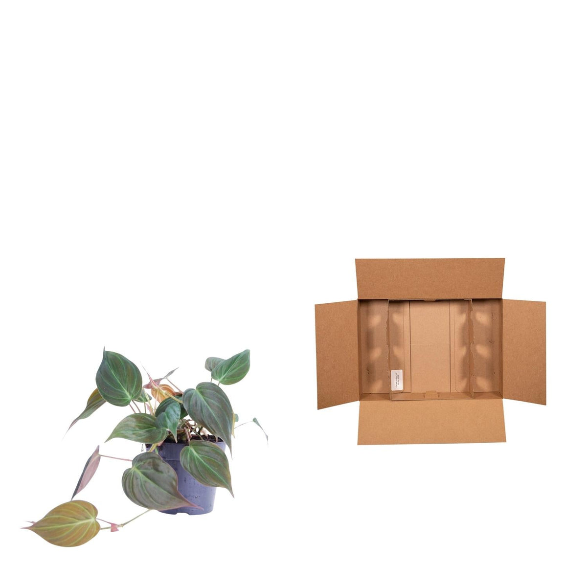 Philodendron scandens 'Micans' - 25 cm - Forestbloom