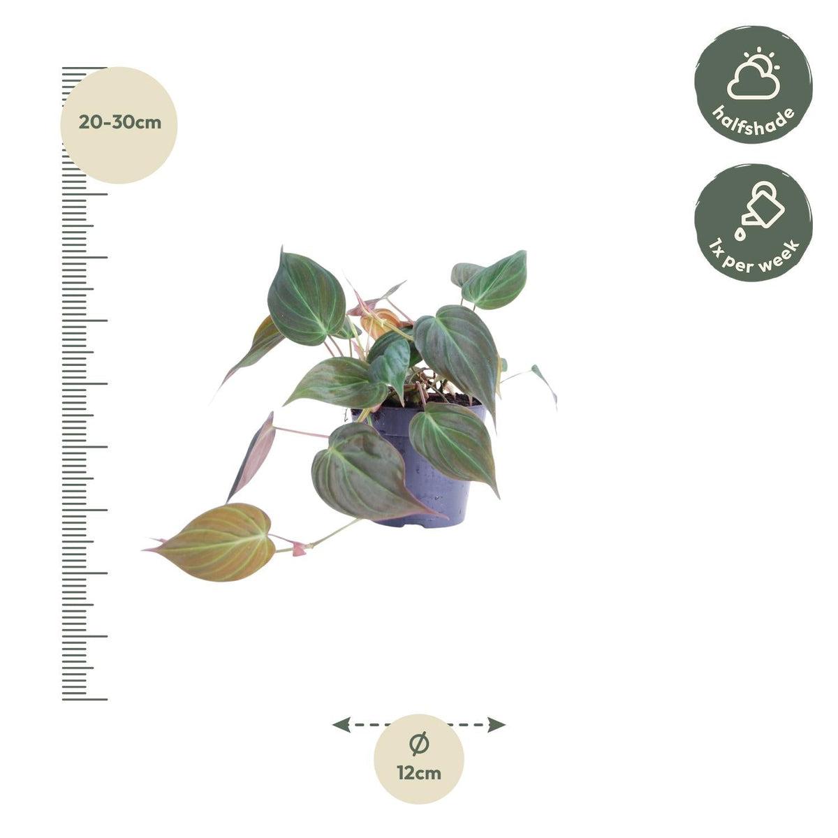 Philodendron scandens 'Micans' - 25 cm - Forestbloom