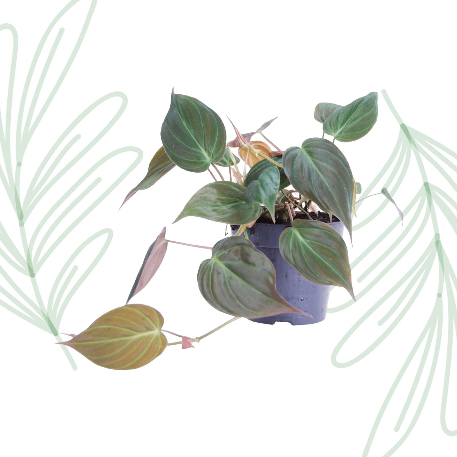 Philodendron scandens 'Micans' - 25 cm - Forestbloom