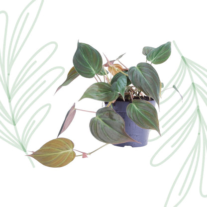 Philodendron scandens 'Micans' - 25 cm - Forestbloom