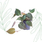 Philodendron scandens 'Micans' - 25 cm - Forestbloom