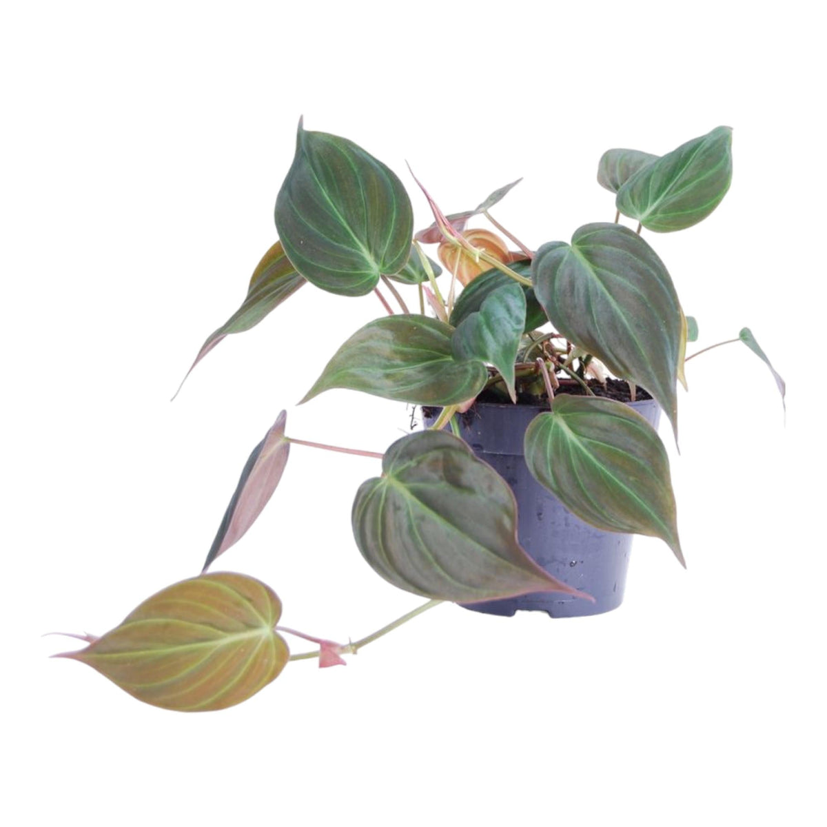 Philodendron scandens 'Micans' - 25 cm - Forestbloom