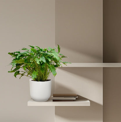 Philodendron Xanadu - 80 cm - Forestbloom