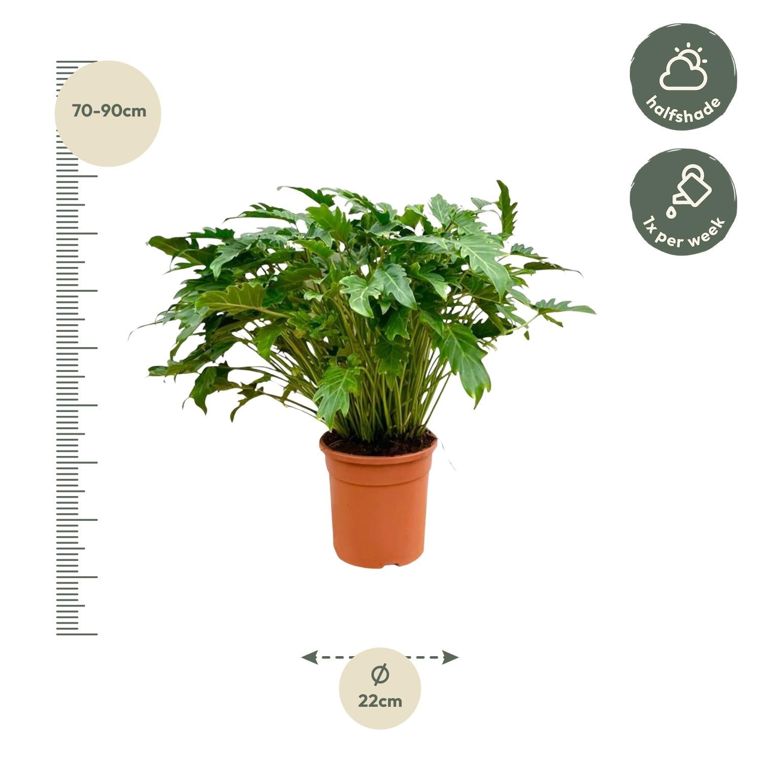 Philodendron Xanadu - 80 cm - Forestbloom