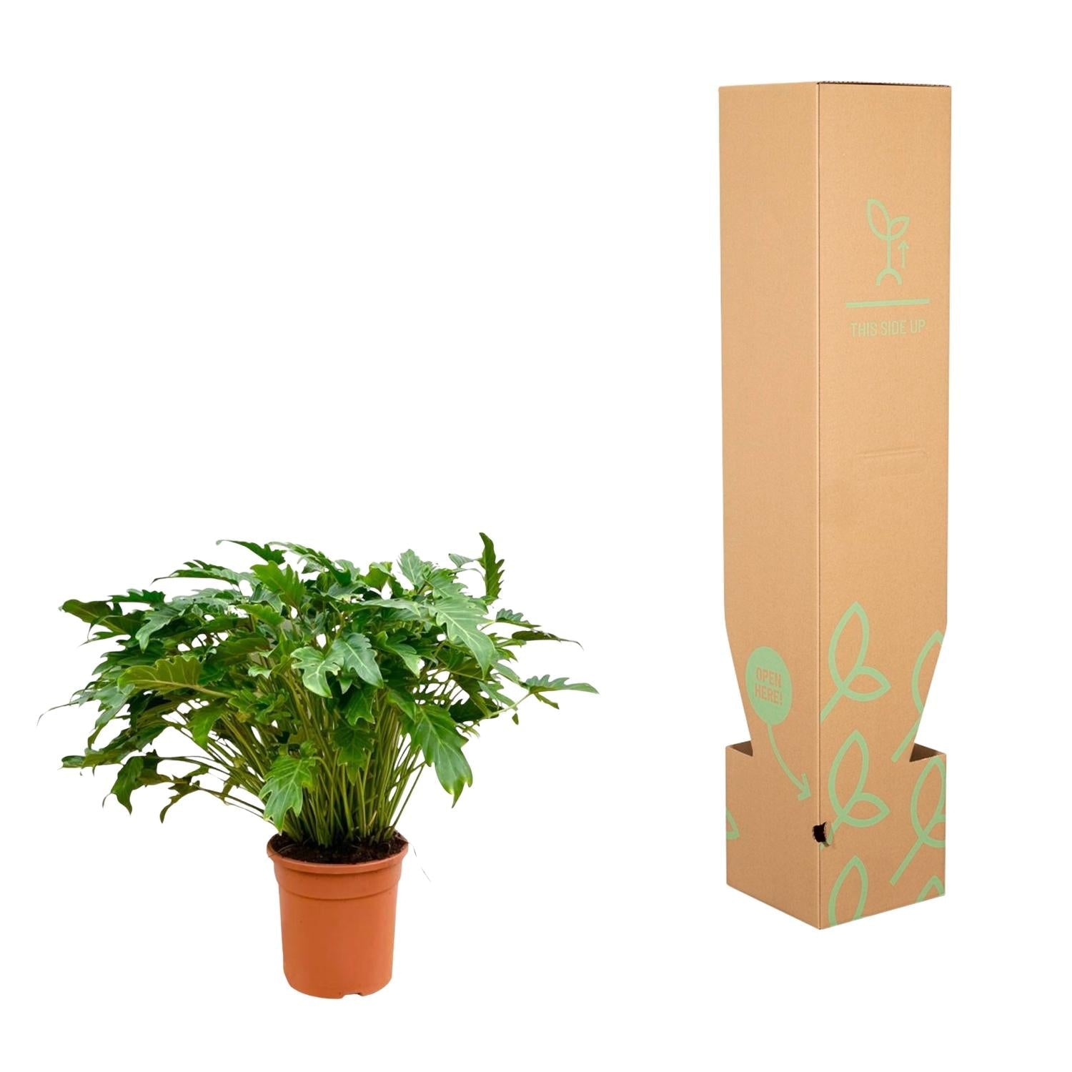 Philodendron Xanadu - 80 cm - Forestbloom