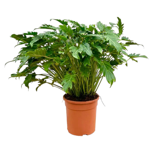 Philodendron Xanadu - 80 cm - Forestbloom