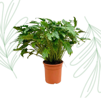 Philodendron Xanadu - 80 cm - Forestbloom