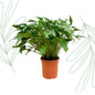 Philodendron Xanadu - 80 cm - Forestbloom