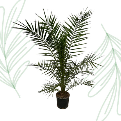 Phoenix Canariensis - 160 cm - Forestbloom