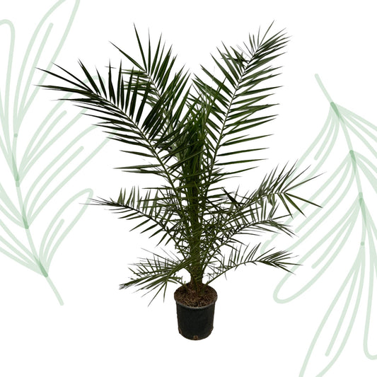 Phoenix Canariensis - 160 cm - Forestbloom