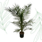 Phoenix Canariensis - 160 cm - Forestbloom
