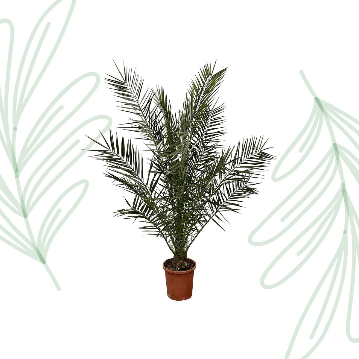 Phoenix Canariensis - 180 cm - Forestbloom