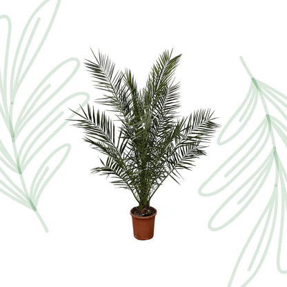 Phoenix Canariensis - 180 cm - Forestbloom