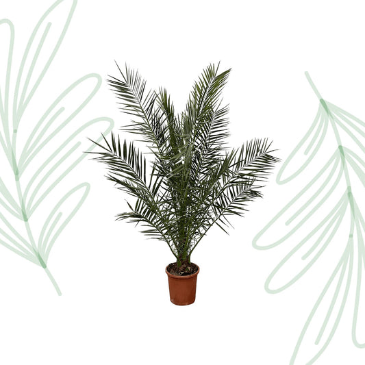 Phoenix Canariensis - 180 cm - Forestbloom
