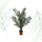 Phoenix Canariensis - 180 cm - Forestbloom